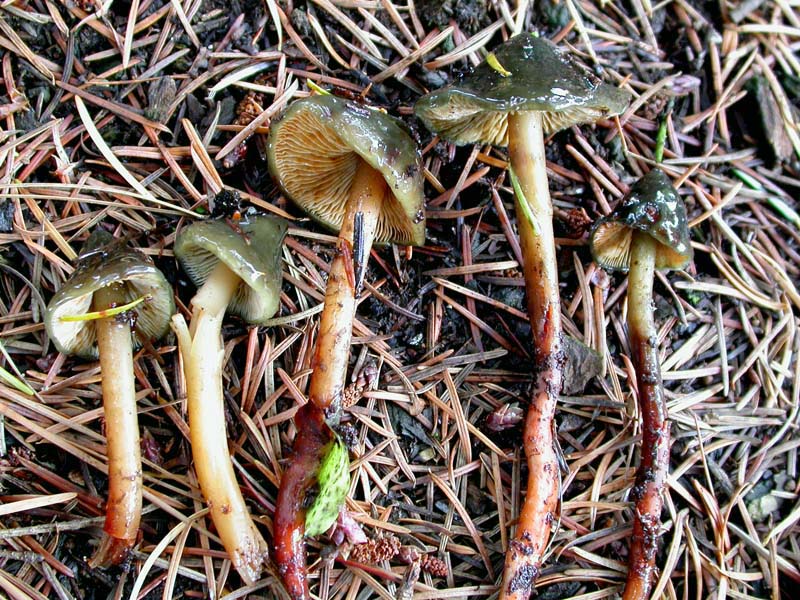 Phaeocollybia pseudofestiva